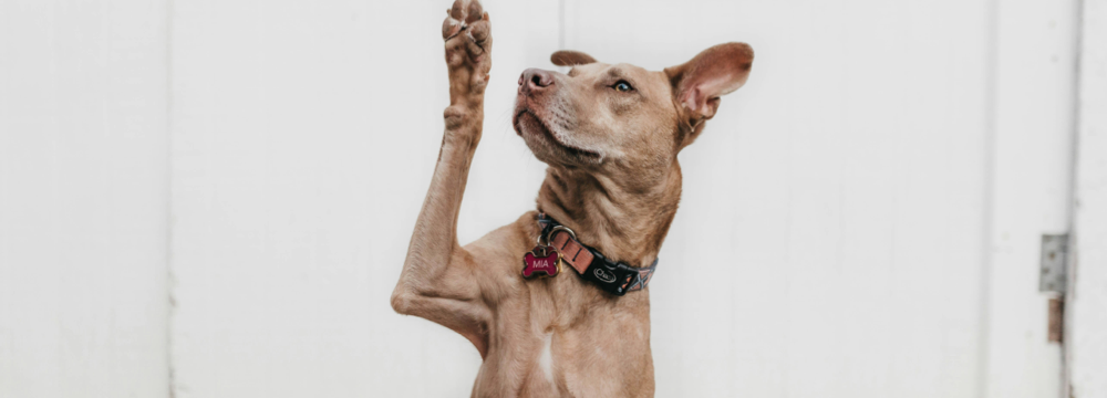FIREANT STUDIO Creating an Accessible Custom WordPress Website Redesign For Denver Dumb Friends League - picture of a cute dog raising it's paw