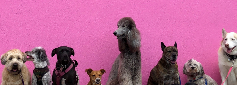 FIREANT STUDIO Creating an Accessible Custom WordPress Website Redesign For Denver Dumb Friends League - picture dogs in a lineup