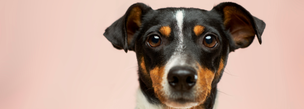 FIREANT STUDIO Creating a Custom WordPress Website Redesign For Denver Dumb Friends League - picture of a cute dog on a pink background