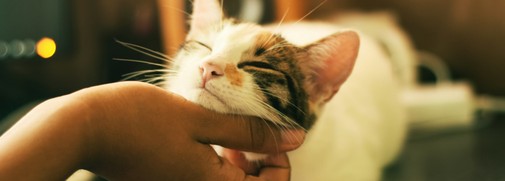 FIREANT STUDIO Custom WordPress Website Redesign For Denver Dumb Friends League - picture of a cat getting a chin scratch