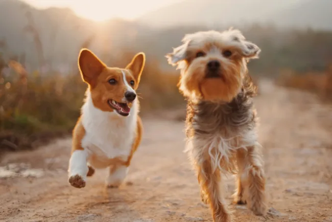 Dugs running on a trail - recently adopted from Humane Colorado's new WordPress website.